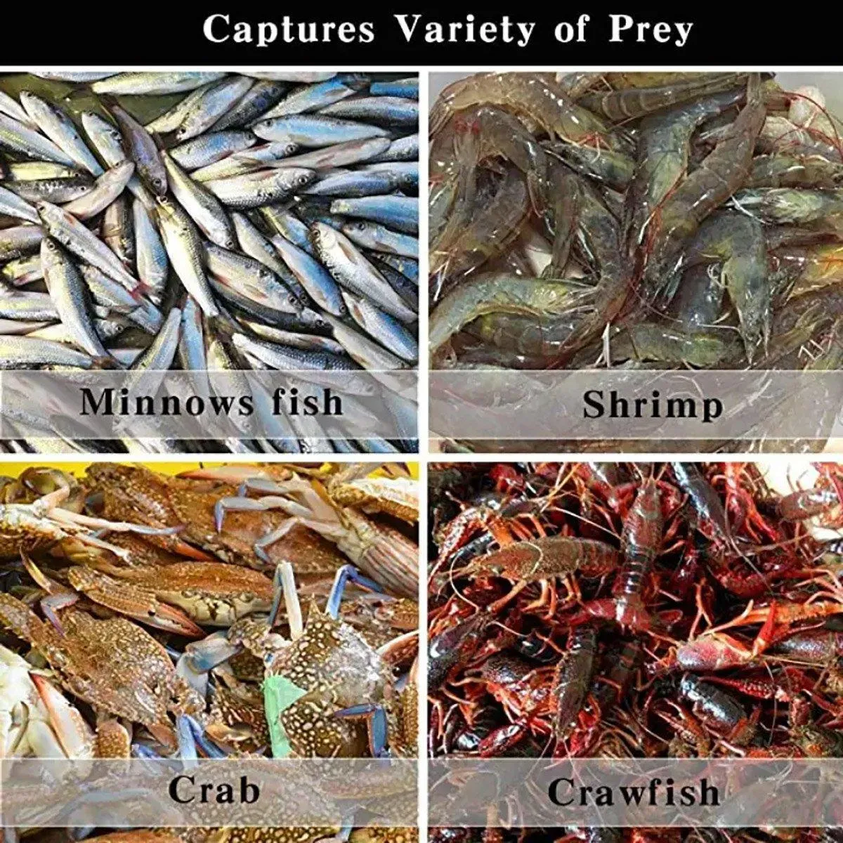 6/8/10 Holes Fishing Net Small Foldable Square Folding Shrimp Eel Lobster Trap