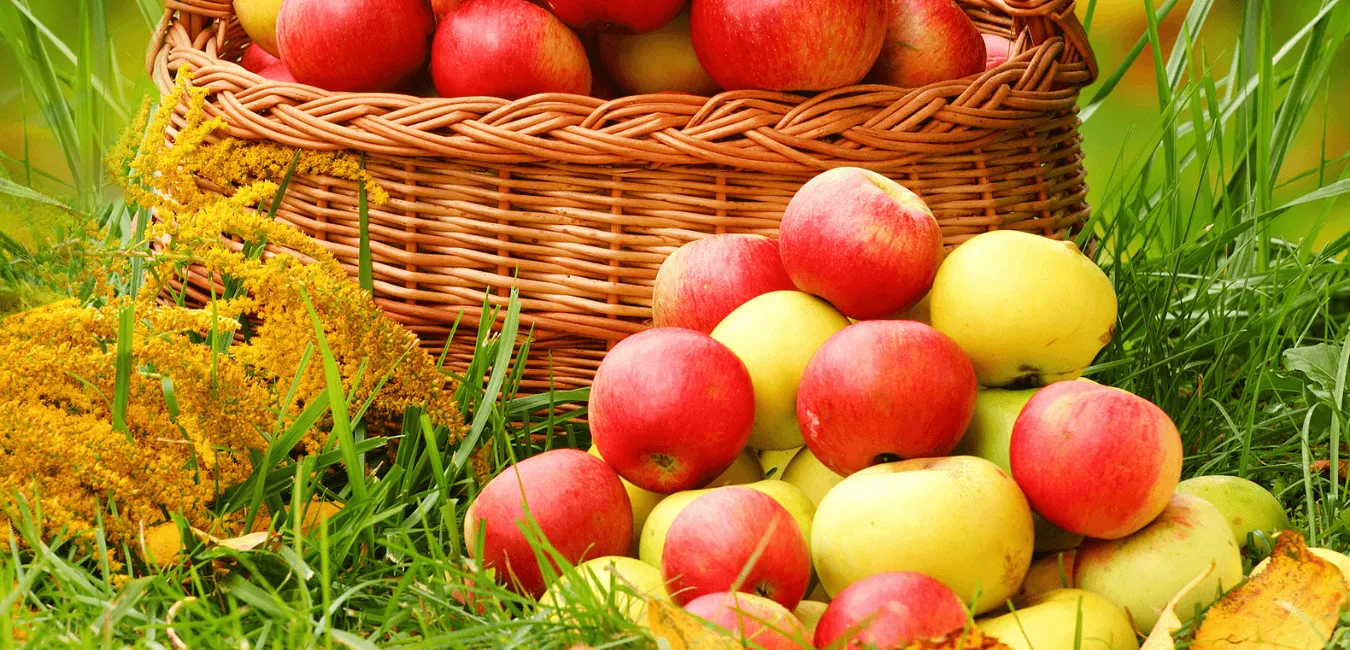 Apple Harvest