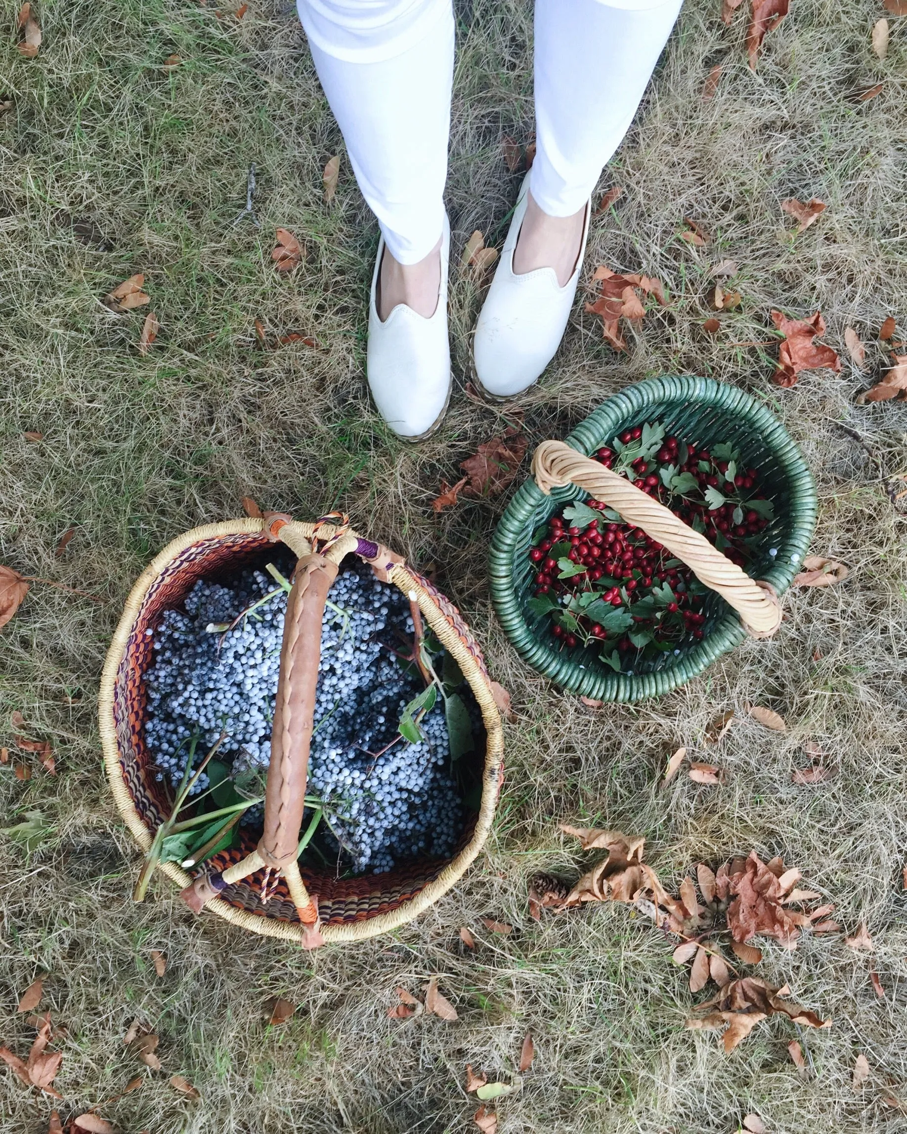 Elderberry Syrup: Seasonal Remedy