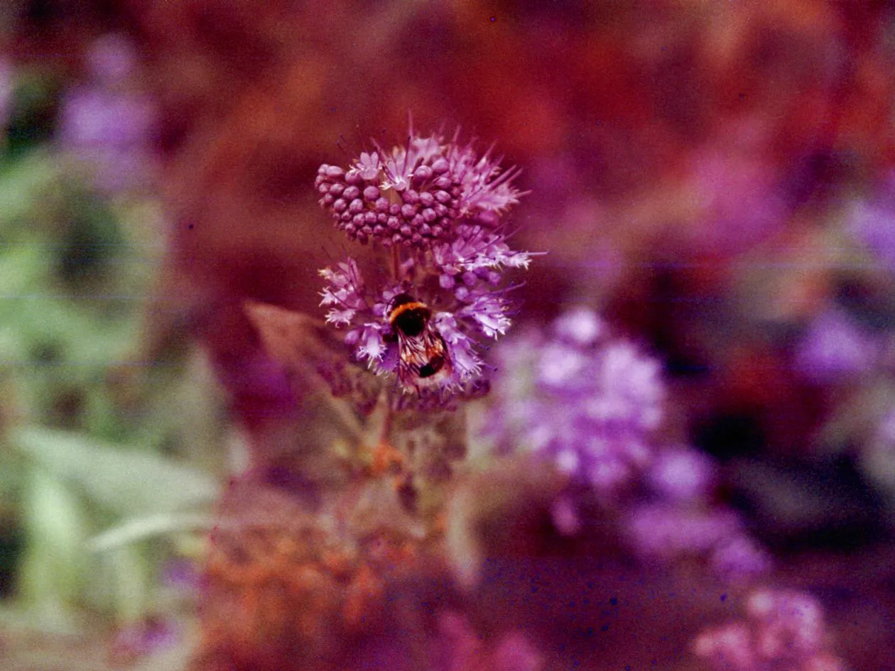 Hanalogital Autumn '24 (Souped Film) - 35mm Film