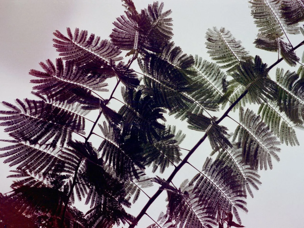 Hanalogital Autumn '24 (Souped Film) - 35mm Film