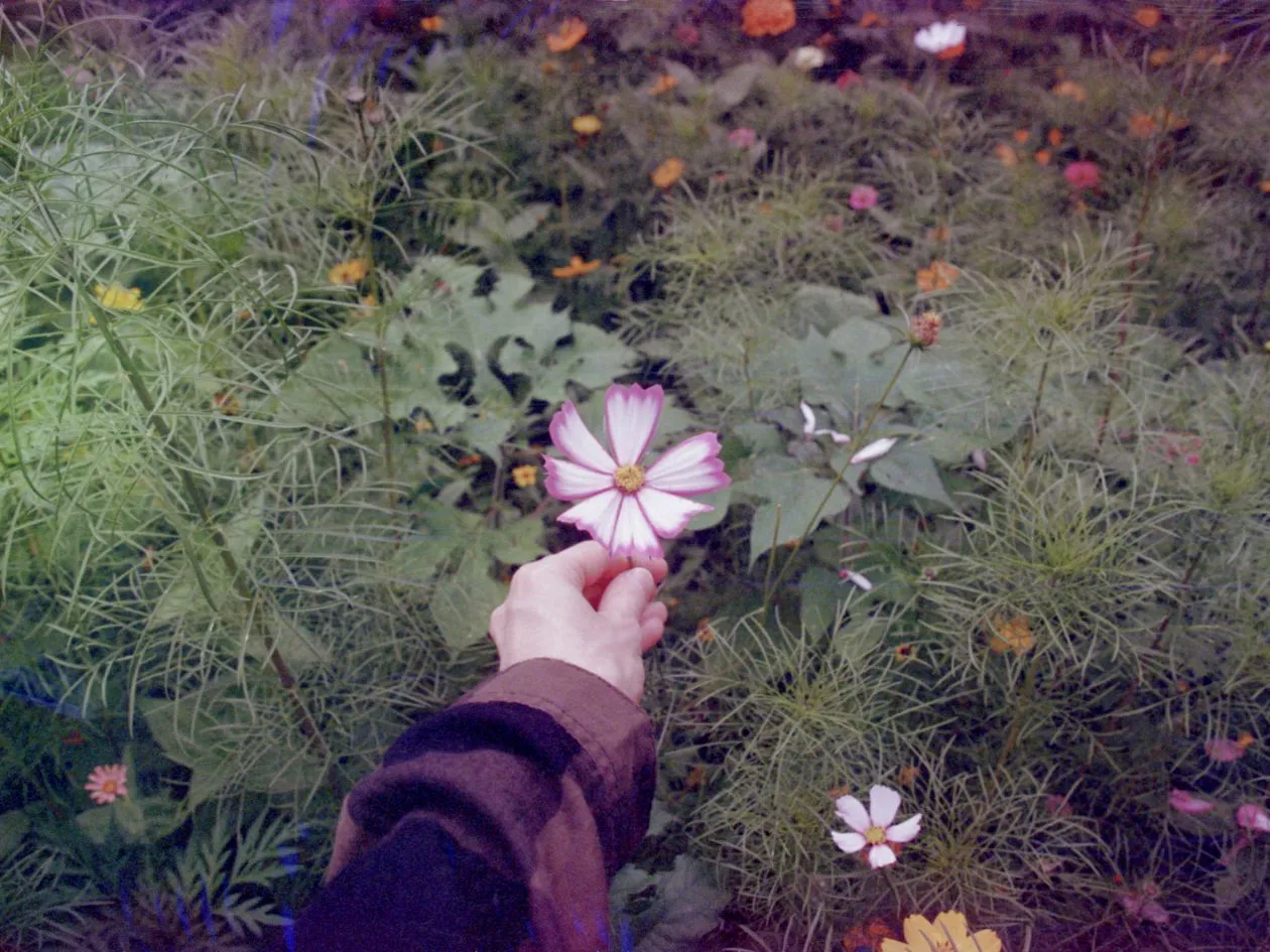 Hanalogital Autumn '24 (Souped Film) - 35mm Film