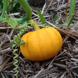 Jack be Little Pumpkin Seeds